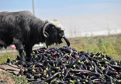 Россиян предупредили об опасности баклажанов